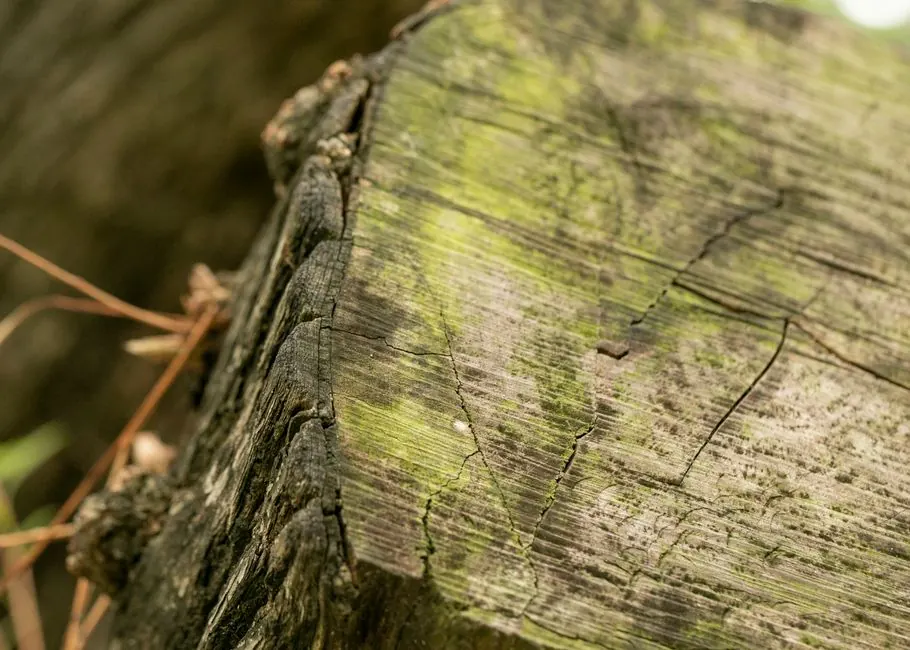 A detailed view of a tree stump with vibrant green moss in a natural setting.