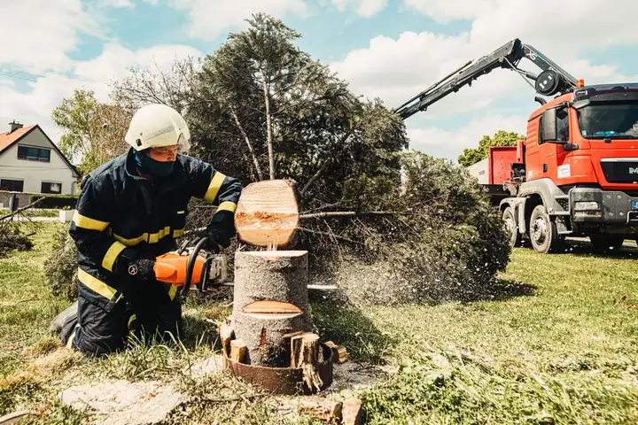 Our Expertise in Tree Pruning