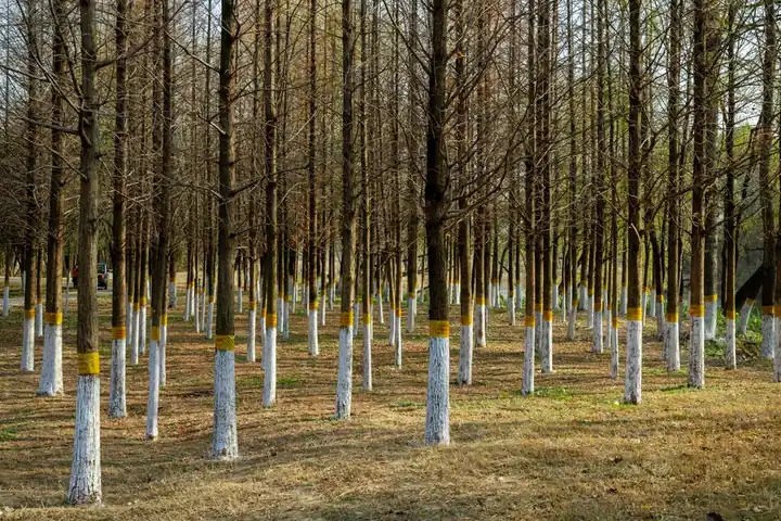 A serene outdoor forest scene featuring trees with painted white bases in a symmetrical arrangement.