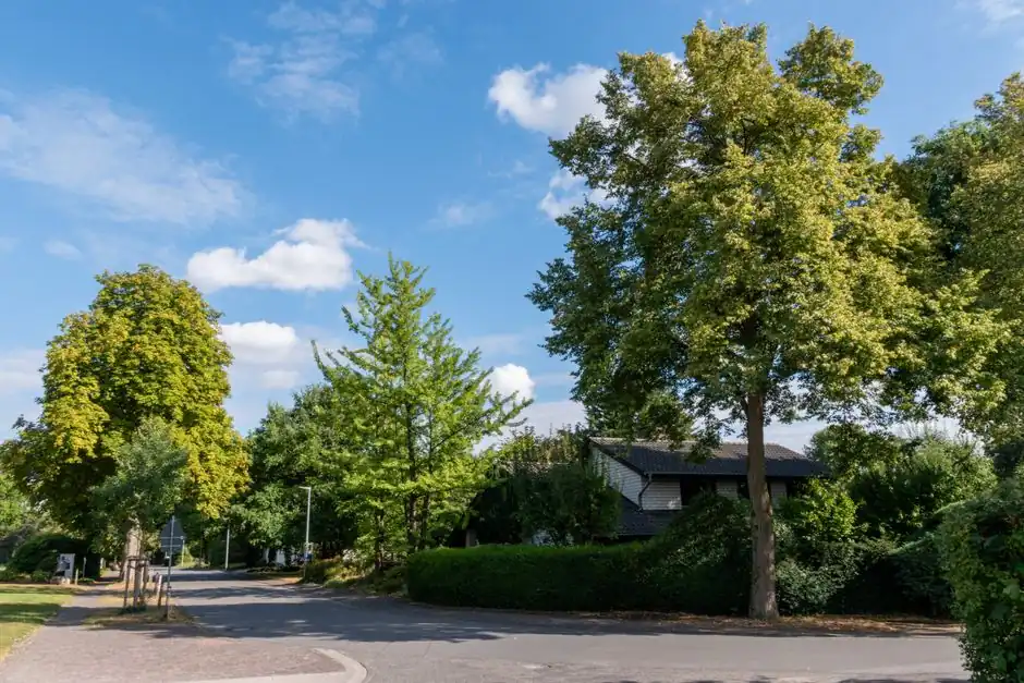A tranquil suburban street with lush green trees under a bright blue sky, perfect for serene outdoor scenes.