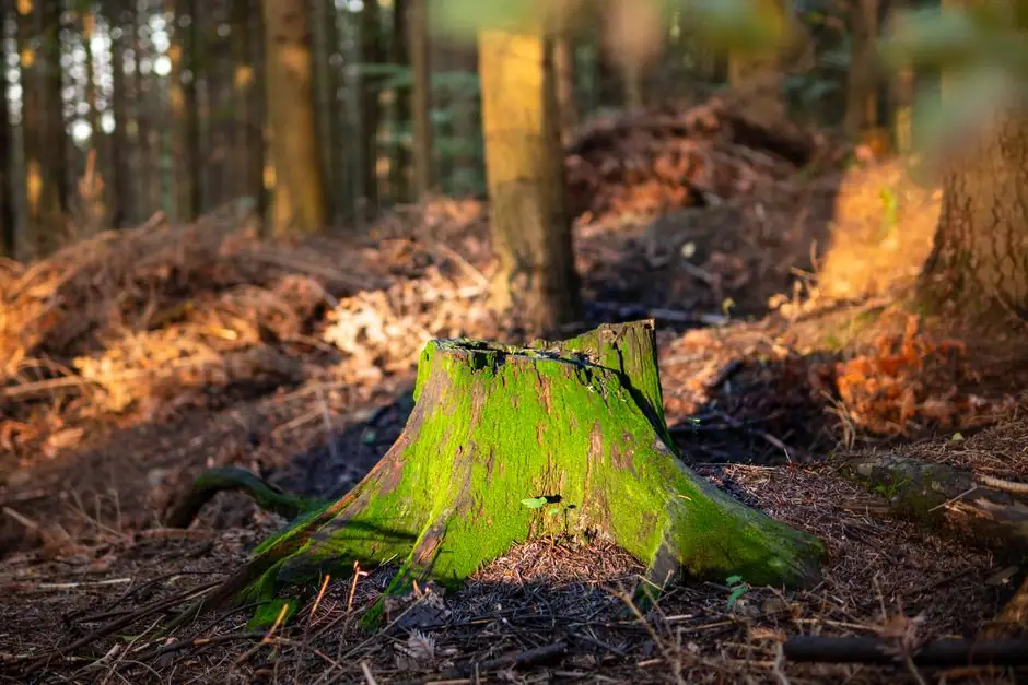 A vibrant moss-covered tree stump in a sunlit forest clearing, Myślenice, Poland.