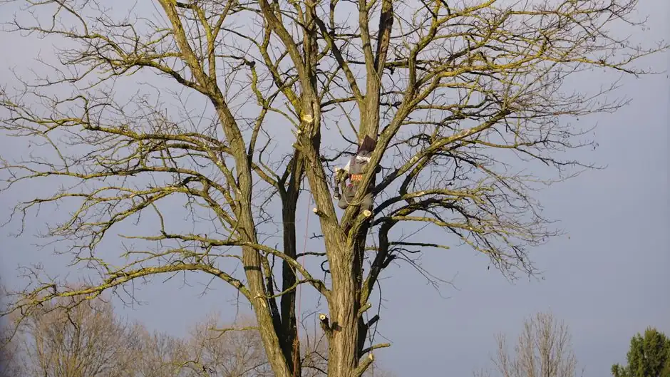 Our Expertise in Arborist Services