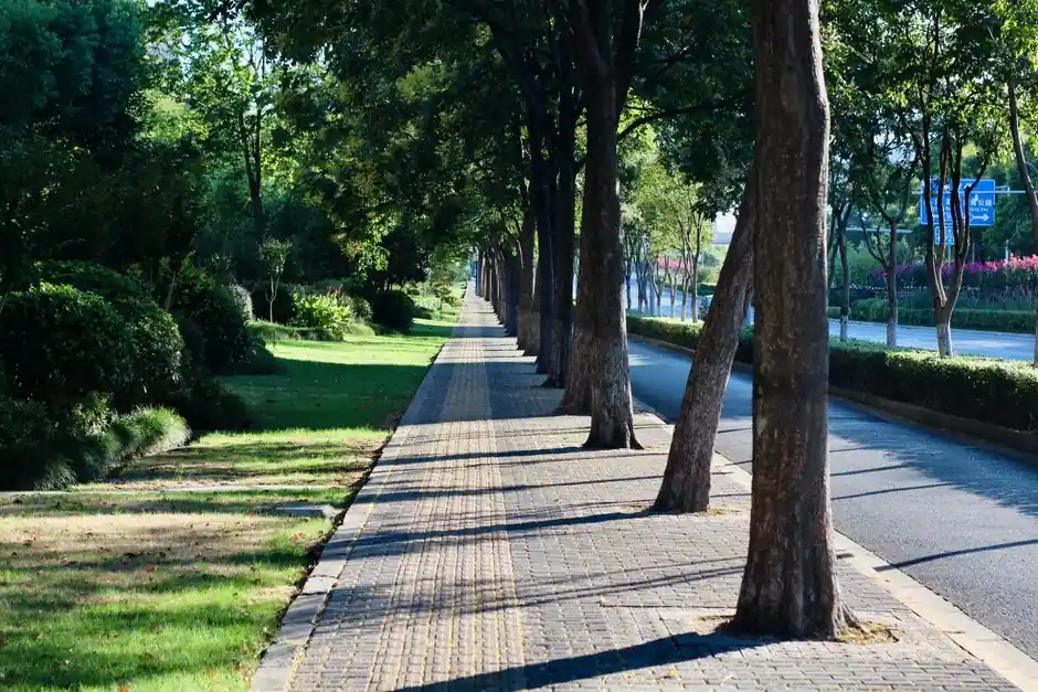 Best tree species for landscaping in Green Bay