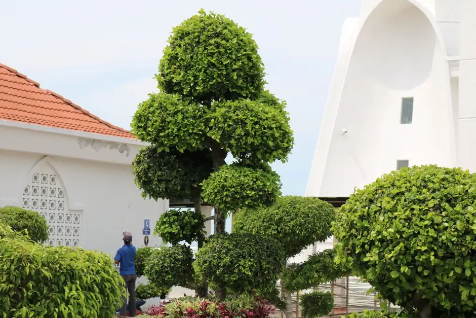 How to trim and prune your trees in Green Bay