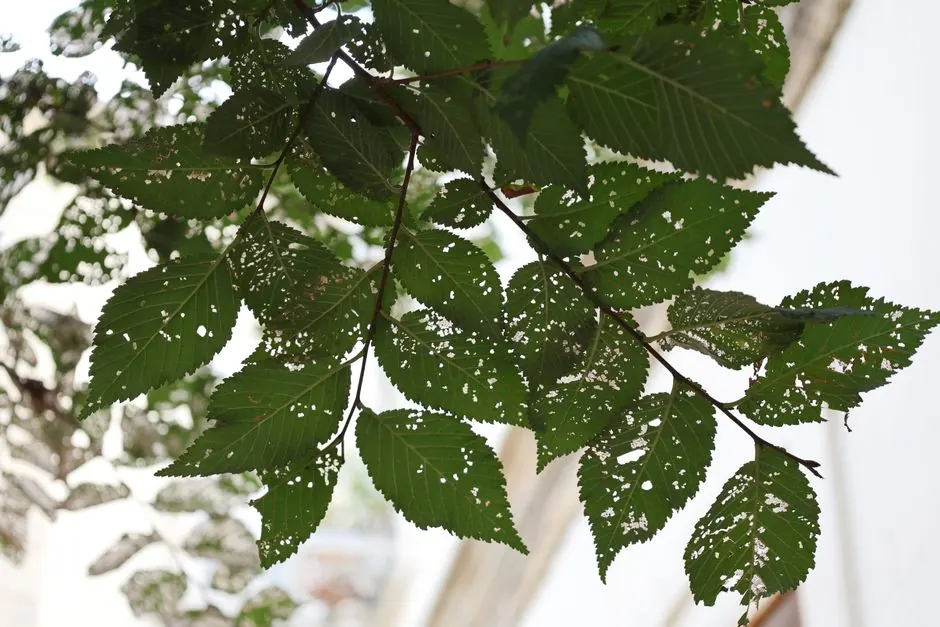 Close shot of green leaves with holes against a bright sky, showing insect damage or disease.