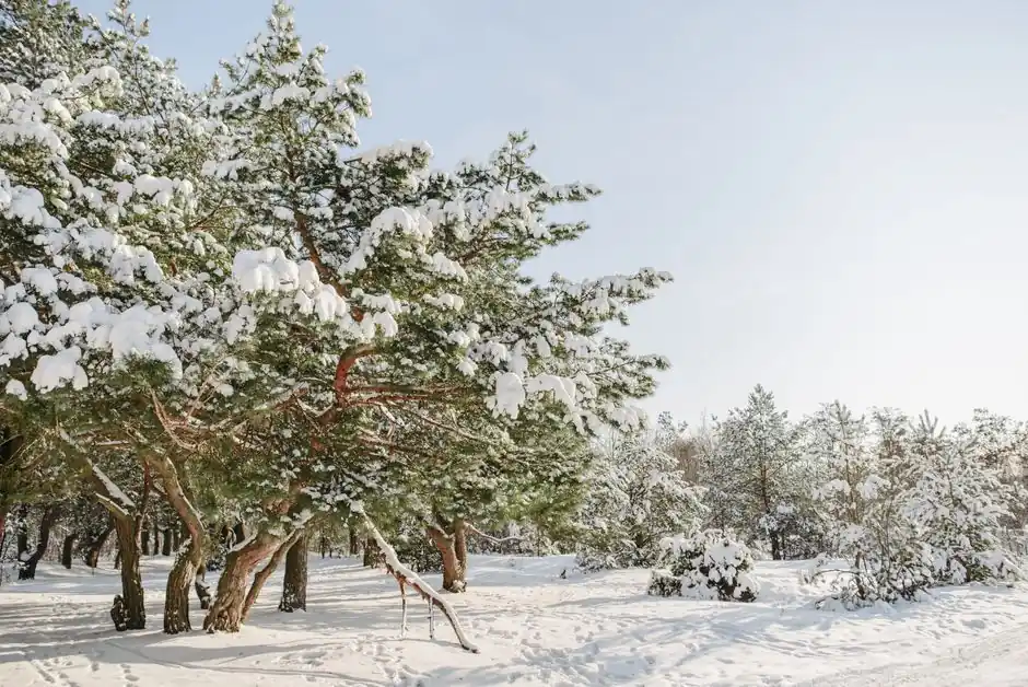 Serene snowy landscape featuring pine trees under a clear winter sky.