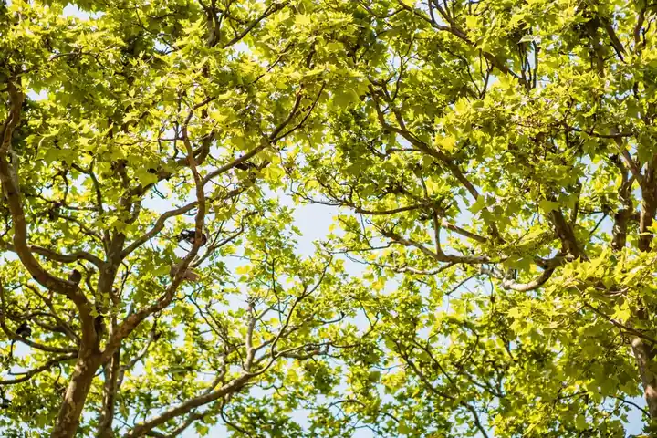 Serene view of green tree branches and leaves against a clear sky in Paris.