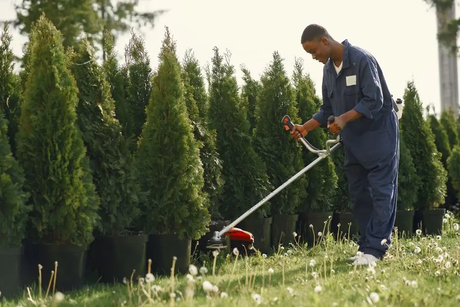 Our Expertise in Stump Grinding